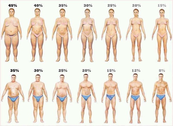 muscle vs. fat